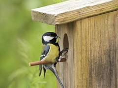 Afbeelding Vogelbescherming